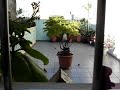 Observando p�ssaros 1