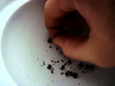 how to collect basil seeds