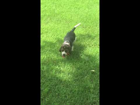 Here is Jackson playing