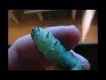 Bearded Dragons eat green horn worms