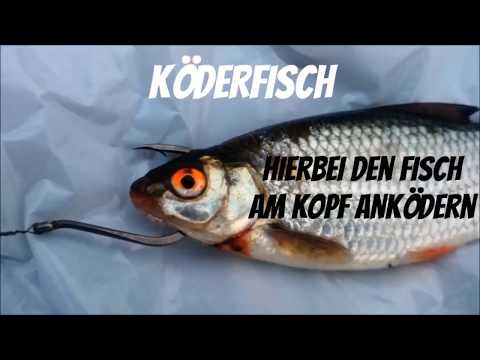 Angelköder für Einsteiger: Welcher Köder für welchen Fisch?