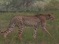 On safari in Tsavo East, Kenya