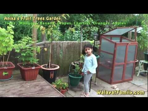 how to harvest a shrub of pears