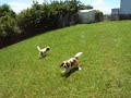 Cavalier King Charles Spaniel - Catrice crazier