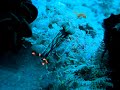 glowing nudibranch