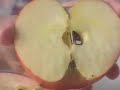 Re: Full Version: Hitchens and Boteach Debate on God