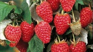 СУПЕР СРЕДСТВО ДЛЯ УРОЖАЯ МАЛИНЫ! СУПЕР СРЕДСТВО ДЛЯ УРОЖАЯ МАЛИНЫ!