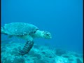 Diving In The Maldives