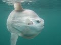 Sun Fish, Donegal, Ireland