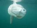 Sun Fish, Donegal, Ireland