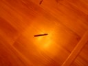 The Obeast is Dead The Obeast is Dead