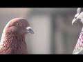 videos de City Duvs in Luv