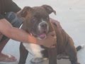 Bulldog Alapaha de Sangre Azul video