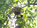 The Archfiend vs. A Hornet Nest
