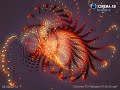 MoGraph FX