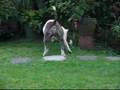 Bully-2600-rbk-ARAN