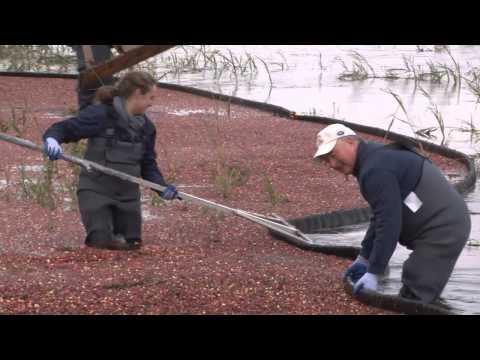 DelawareonlineTV - Ashley Barnas visits the only cranberry farm in Delaware to learn how to harvest with Tim Johnson. (10/12/12) Camera: Damian Giletto Editor: Daniel Sato Read...