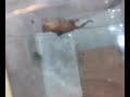 cricket monster 1/7 cricket monster 1/7