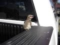 A Little Baby Bird