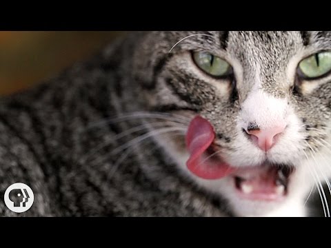 Why Does Your Cat's Tongue Feel Like Sandpaper? | Deep Look