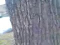 tr�det