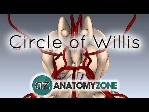 Willis - http://www.anatomyzone.com 3D anatomy tutorial on the Circle of Willis using the BioDigital Human (http://www.biodigitalhuman.com). Join the Facebook page fo...
