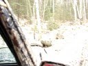NoJeep up Blueberry Hill