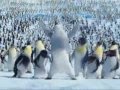 Happy Tinku Pinguinos bailando tinku