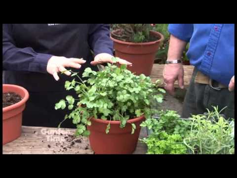 how to harvest cilantro in pot