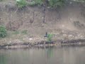 Oystercatchers at a nesting site