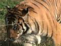 videos de TIGERS - at Seoul Children Zoo
