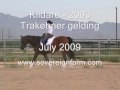 SOLD! Kildare - 2003 Trakehner gelding by Impressionist (July 2009)