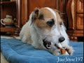 Be sure to have your person enter the Nylabone sweepstakes to win $100 worth of Nylabone Products at: www.nylabone.com Introducing Jesse's Guide to Getting Tasty Treats! Jesse loves Nylabone products. In Jesse's Guide to Getting Tasty Treats, Jesse shares his special tips on persuading your human to obtain great products. We hope you enjoy! Find more tasty treats by visiting Nylabone's Official Website: nylabone.com Wanna find out more about Jesse? Visit his Official Website at justjessethejack.com or his Official Blog justjesse197.blogspot.com Special thanks to Kevin MacLeod for the use of the music in this video. Check out his work by visiting incompetech.com His work is under Creative Commons. Honors (6/1/2001) #48 - Top Rated (This Week) - Pets & Animals (5/29/2011) #28 - Top Favorited (Today) - Pets & Animals #19 - Top Rated (Today) - Pets & Animals #149 -Most Viewed (Today) - Pets & Animals #187 - Most Viewed (Today) - Pets & Animals - Mexico #146 - Most Viewed (Today) - Pets & Animals - Australia #106 - Most Viewed (Today) - Pets & Animals - Canada #124 - Most Viewed (Today) - Pets & Animals - India #68 - Most Viewed (Today) - Pets & Animals - New Zealand #20 - Top Favorited (Today) - Pets & Animals #19 - Top Rated (Today) - Pets & Animals #103 - Top Rated (This Week) - Pets & Animals #44 - Most Discussed (Today) - Pets & Animals #58 - Most Viewed (Today) - Pets & Animals - Czech Republic #148 - Most Viewed (Today) - Pets & Animals - United Kingdom #71 - Most <b>...</b>