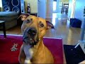 My pit bulll saying i love you My pit bulll saying i love you