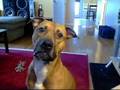 My pit bulll saying i love you