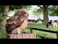 Yeo Valley's Ted the owl dancing