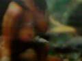 videos de PetaRdo en el poSter del gaRito