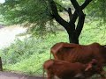 india-cow india-cow