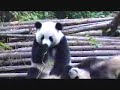 panda bear sneezes bad sneezing attack panda bear sneezes bad sneezing attack