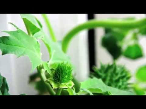 how to grow jimson weed