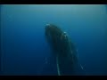 Delfine & Wale 3D - Nomaden der Meere Delfine & Wale 3D - Nomaden der Meere