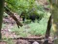 Boar / Vaddisznók