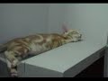 ?a paulchu film?????????-- Kit Cat