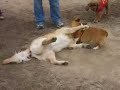 Cop fighting golden retriever