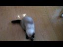 Fugu playing his own fur