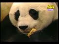 Panda sneeze