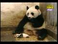 Panda-sneeze