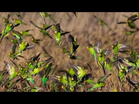 Periquitos Australianos Documental