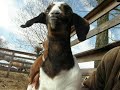 Goat kids up close and personal