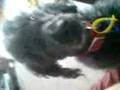 Dog again